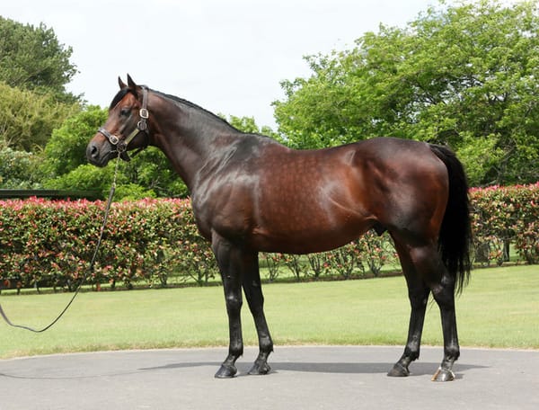 Iffraaj colt tops Book 2