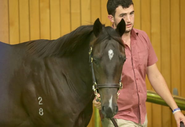 Curtains Draw on Karaka 2020