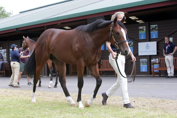 Quality offering from Pencarrow Stud