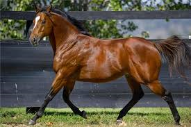 Not A Single Doubt retired from stud