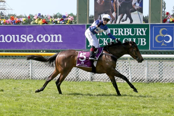Group One winning Savabeel mare for sale on gavelhouse.com