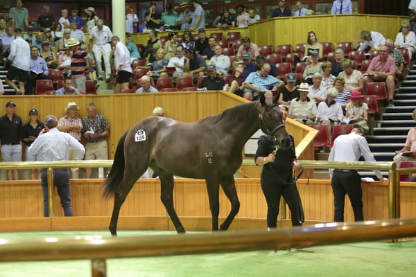 NZB to Unveil New Bidding Technology