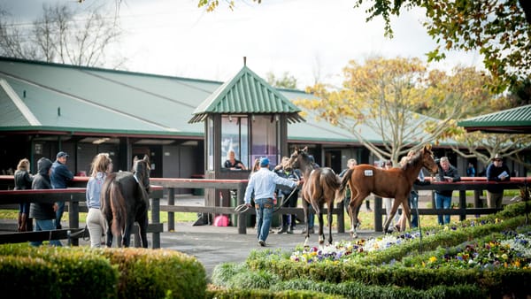 Pinhooking Gold Available in National Weanling Sale
