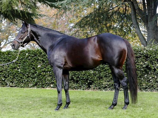 He’s Remarkable among 125 Lots online now
