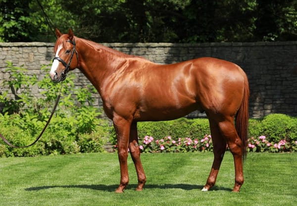 US Jockey Club to cap mare numbers of future stallions