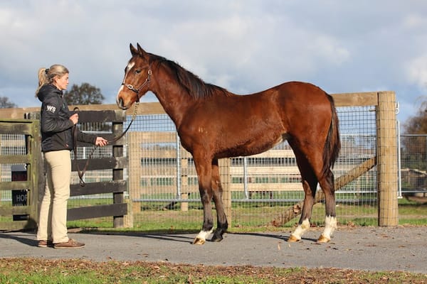 Dedicated Weanling Sale Live on Gavelhouse Plus