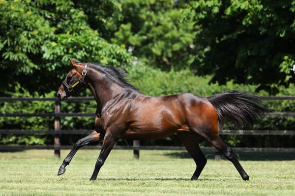 Strong LA Draft for National Sale