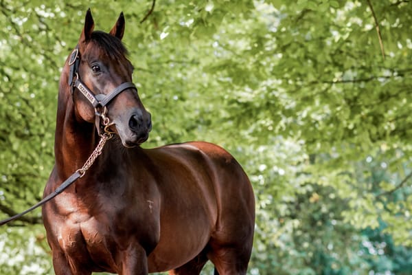 Stallion Coverings: 2020