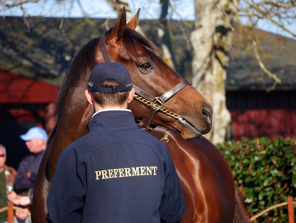 Brighthill Farm stallion parade