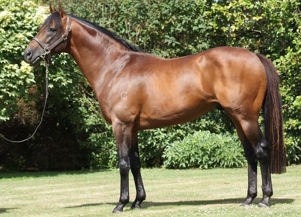 Zed’s Verry Elleegant a testament to breeder’s faith