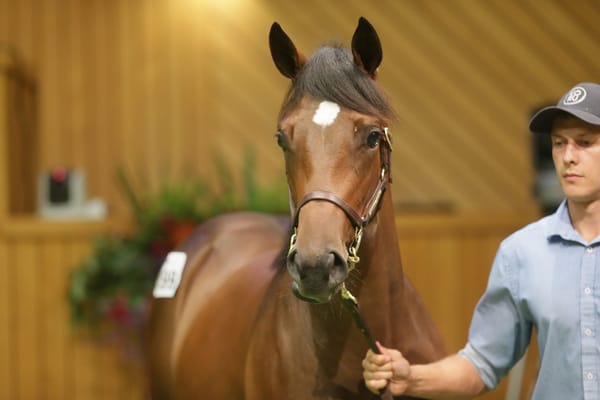 BGP purchase first yearling