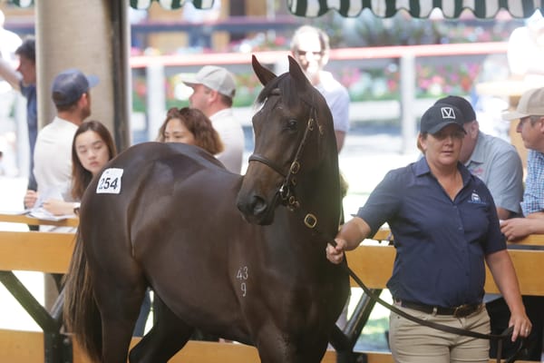 Nearco Stud add quality filly