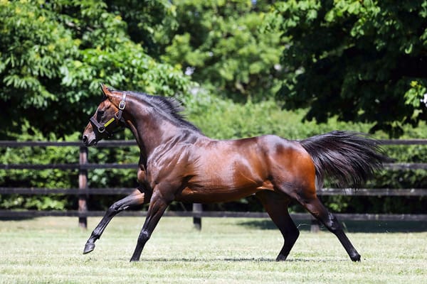 Time Test set for Karaka yearling debut