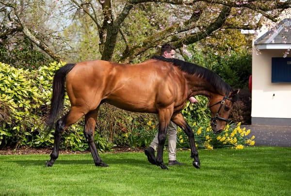 First winner comes at Goodwood for Royal Ascot hero Circus Maximus