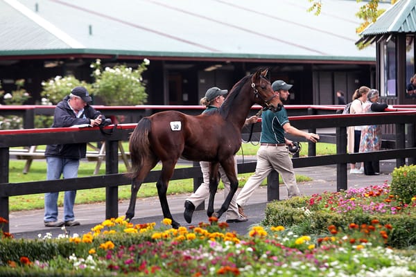 NZB Weanling Sale On-farm parade schedule