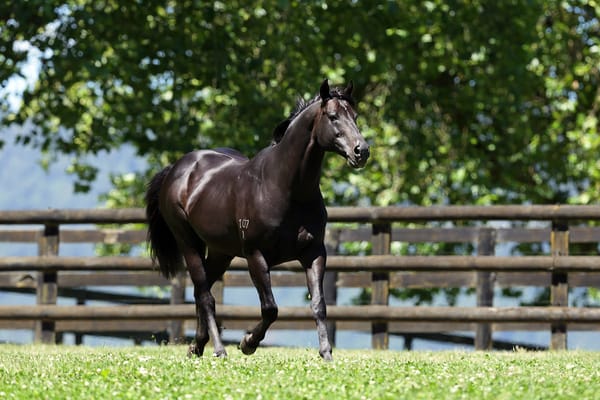 Another Clean Sweep for champion sire Savabeel