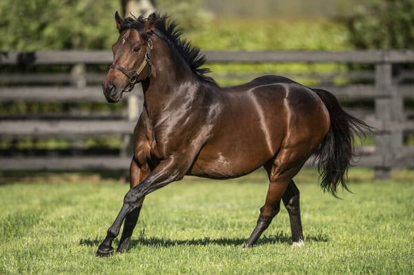Another winner for Ribchester