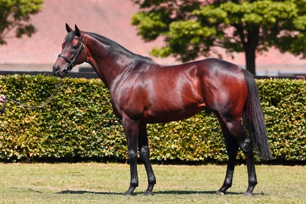 Time Test colt sells for £900,000