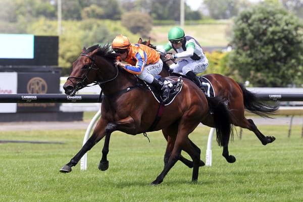 Cambridge Stud secures Amarelinha for Almanzor