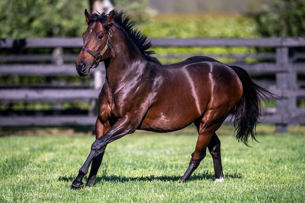 First stakes winner for Ribchester