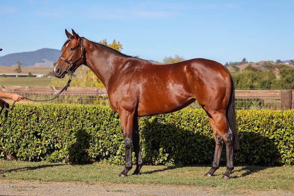 Prized mare offered on Gavelhouse Plus