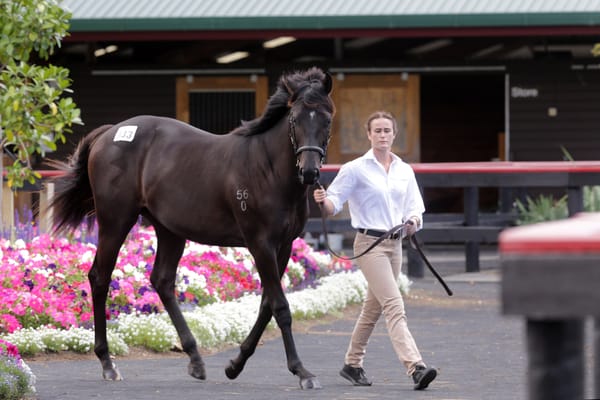Derby victors go back to Karaka well
