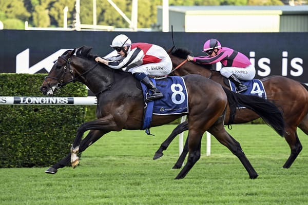 Winter Stakes favourite unlikely to run