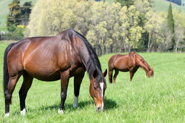2022 National Online Broodmare Sale on Gavelhouse Plus