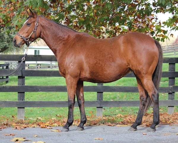 Valachi Downs Unreserved Broodmare & Stallion Share Dispersal Live