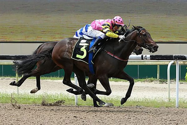 Wide trip no stopping Major King at debut win