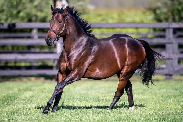 Ribchester returns for 2024