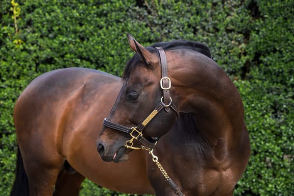Little Avondale Stallions on show