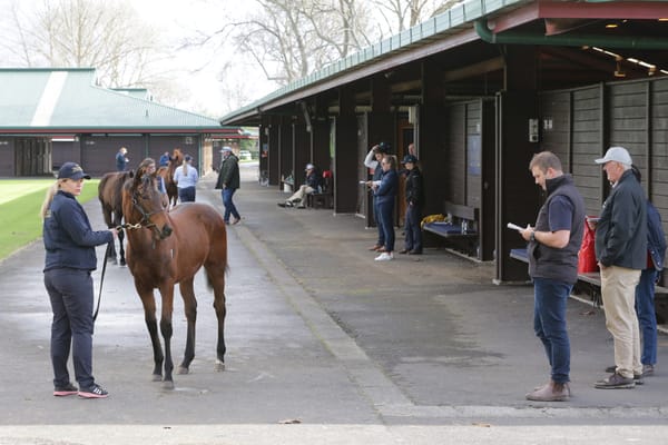 <strong>Entries open for NZB Weanling & Broodmare Sale</strong>