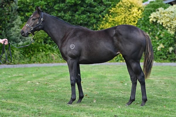Proisir Fillies on Top at Close of 2023 National Online Yearling Sale