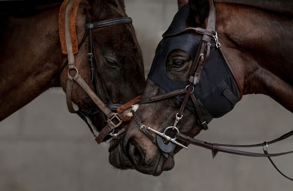 Support the 2023 Power Farming Hawke’s Bay Cup Day