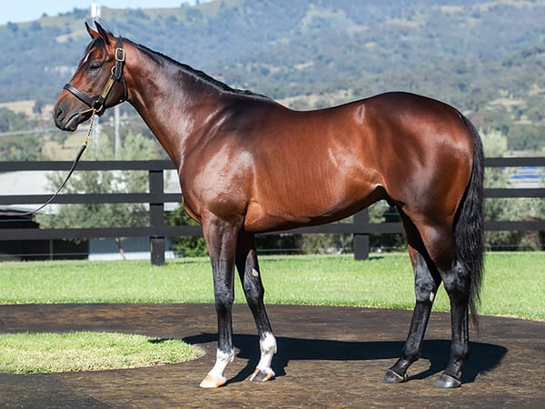 Highview pleased with support for stallions