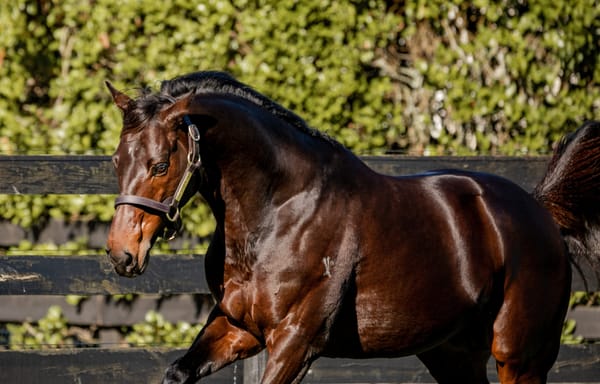 The Chosen One to stand at The Oaks Stud