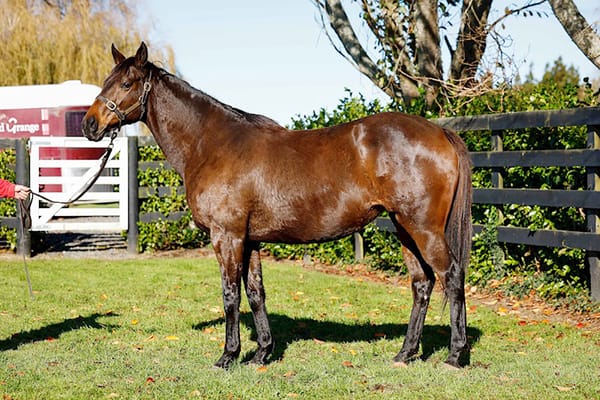 National Online Breeding Stock Sale live on Gavelhouse Plus