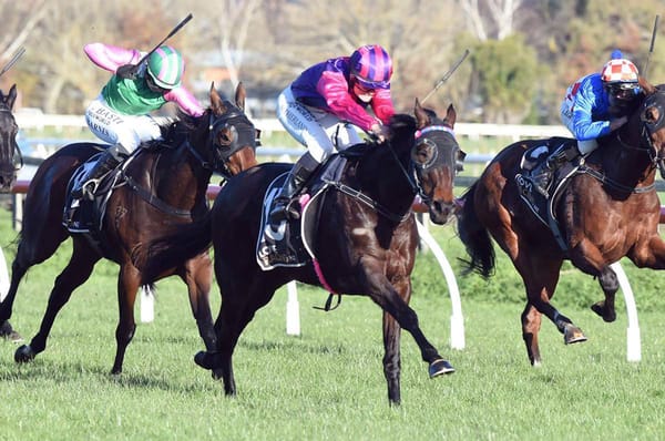Flower Of Wanaka blossoms at Hastings