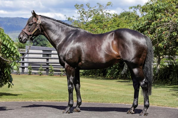 Waikato Stud 2024 stallion roster