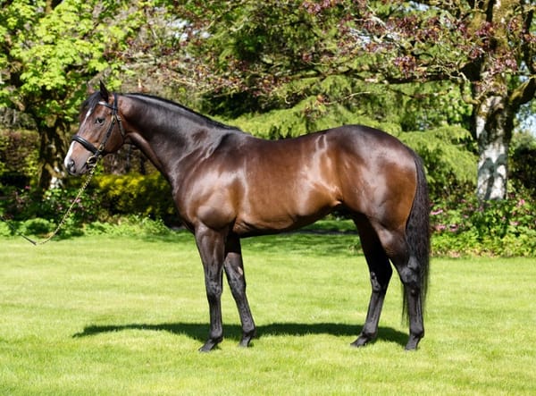 Young Oaks stallion’s flag on the way up