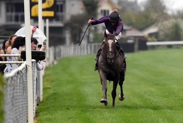 Belardo Boy decisive in Awapuni feature