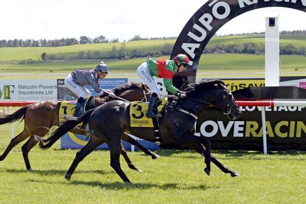 Wexford colt ready for Group Three test