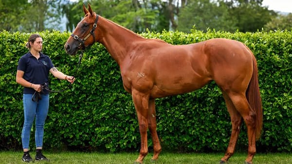 Kilgravin set to offer quality RTR draft