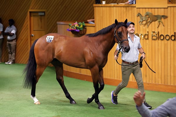 Kilgravin Lodge scales new heights at Ready to Run Sale