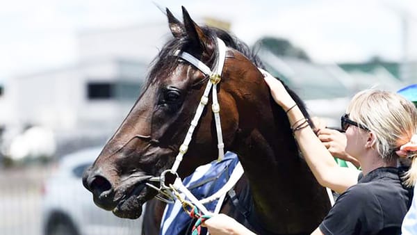 Mazzolino gleaming ahead of Zabeel Classic