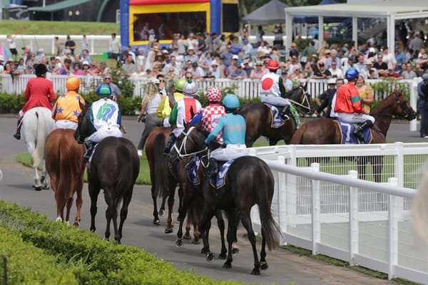 Fierce Competition Awaits The NZB Kiwi