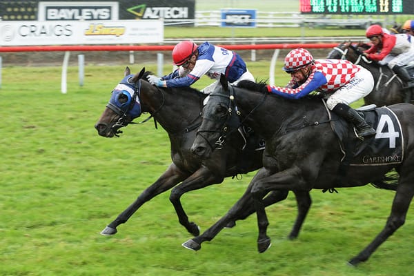 Honest mare claims Tauranga feature