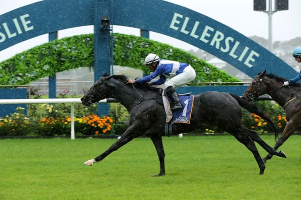 Sacred Satono impresses at Ellerslie