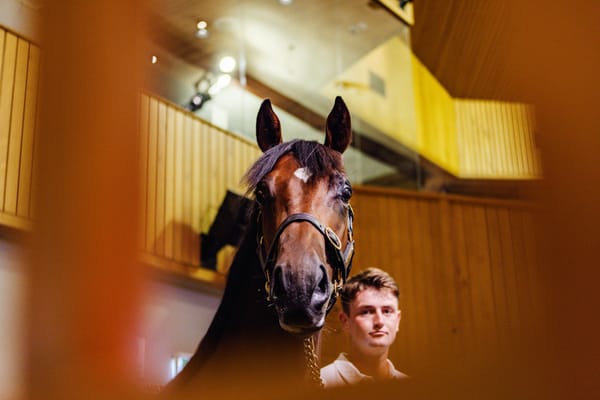 Quality Mix of Sires in NZB National Online Yearling Sale 